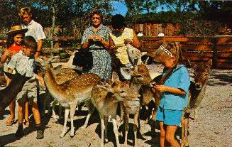 Petting zoo at Floridaland